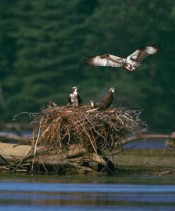AVE 161S-Nesting Osprey